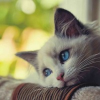 Avatar của An Nhiên